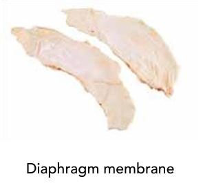 Diaphragm Membrane