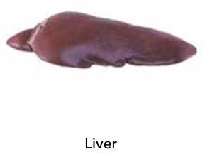 Liver