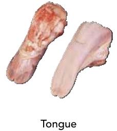Tongue