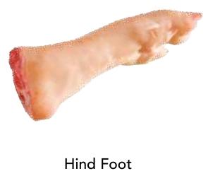 Hind Foot