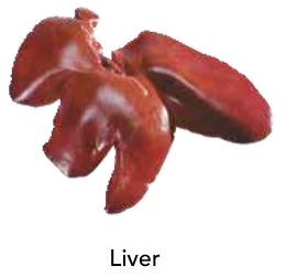 Liver