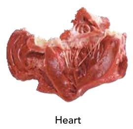 Heart