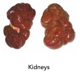 Kidneys