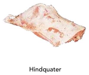 Hindquarter